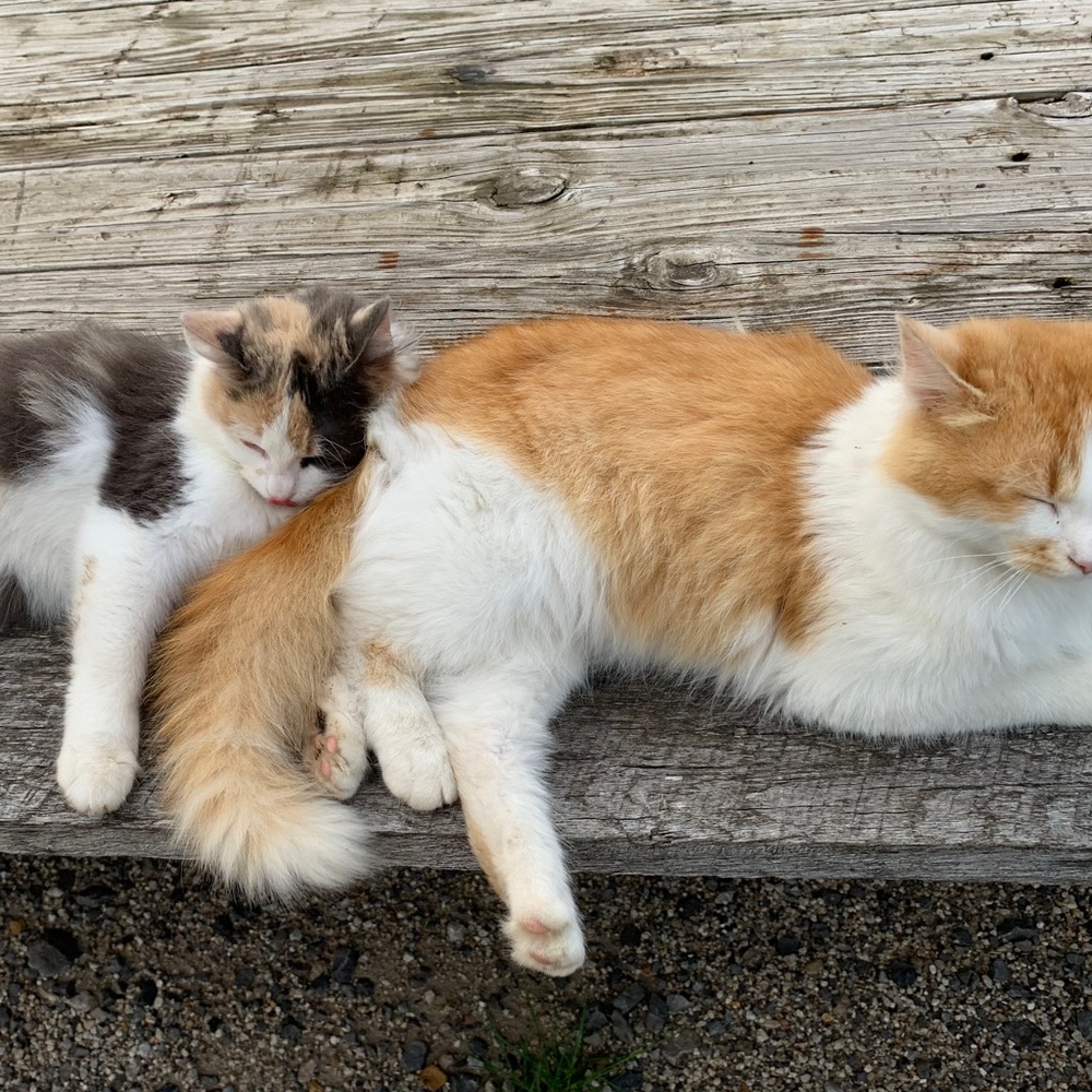 Meet your Posher, Kusajo